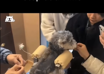 C1012008 Watch Her Heal, One Step at Time (Part 2)