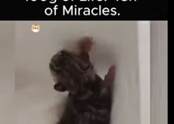 C1012012 100g of Life (Part 2)