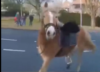 V1012008 Increíble persecución para dar alcance un caballo (Parte 2)