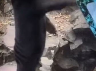 V1012007 Oso real persona disfrazada La polémica que explotó en redes (Parte 2)