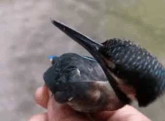 A0212005 Salva al pájaro tonto (Parte 2)