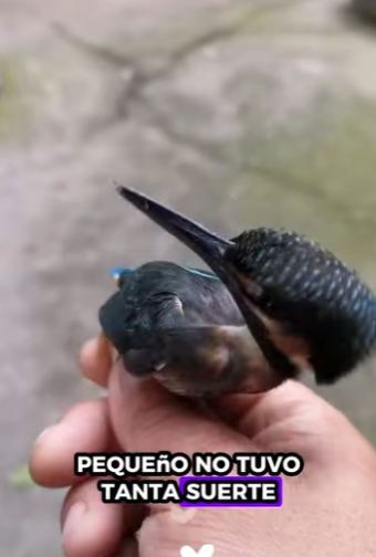 A0212005 Salva al pájaro tonto (Parte 2)