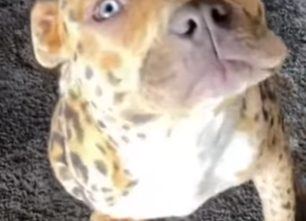 V1012004 Su dueño lo pintó ahora parece un leopardo (Parte 2)