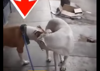 V1012006 Estos dos pitbull se enfrentaron (Parte 2)