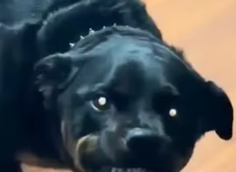 V1012005 Este perro no reconoce su dueño (Parte 2)