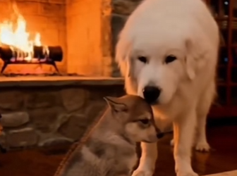 My Dog Adopted lost Baby Wolf (Part 2)