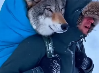 What should Do Wolf Rescued (Part 2)