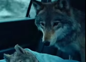 Saved wolf pup freezing in lake (Part 2)