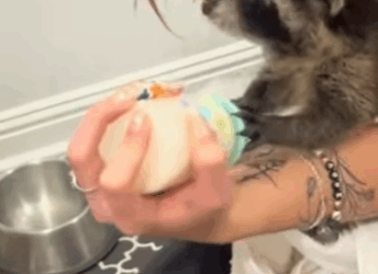 A0212006 Rescatar mapaches(Parte 2)