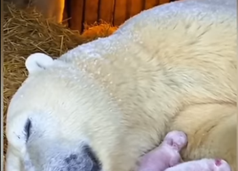 father Bear last hope (Part 2)