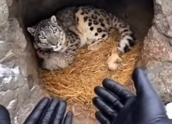 E1112006 snow leopard begs at my door her newborn cub, leading me to help (Part 1)