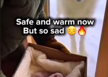 E1112008 father Wolf last hope (Part 2)