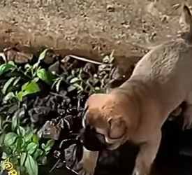 U1112009 cãezinhos são resgatados de baixo de ponte (Parte 2)