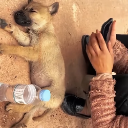 U1112005 Basta aos maus tratos animais (Parte 2)