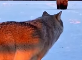 am soo happy could Help Wolf Family (Part 2)