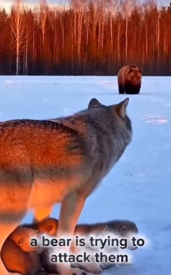 am soo happy could Help Wolf Family (Part 2)