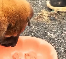 U1112004 cãozinho resgatado no ferro velho (Parte 2)