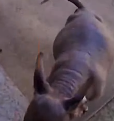 U1112002 filhotes largados, na área rural (Parte 2)