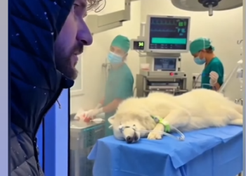 E1112004 Helped injured Wolf Rescue Her Pup See What Happened Next (Part 2)