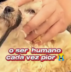 U1112007 resgate emocionante de cadelinha seu filhote (Parte 2)