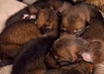 E1112009 On stormy night, found mother wolf keeping her small pups safe (Part 2)