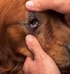 U1112003 cão deixado no meio da chuva (Parte 2)