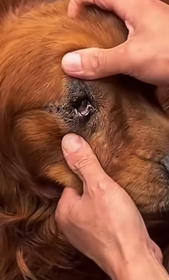 U1112003 cão deixado no meio da chuva (Parte 2)