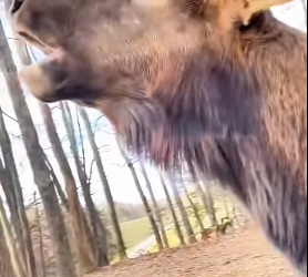 A1112004 Rescatar al alce