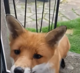 A1112005 Rescata al zorro