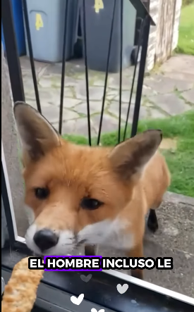 A1112005 Rescata al zorro