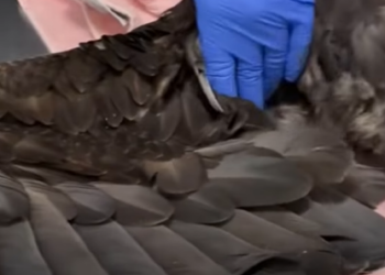 A1112008 Salvando al águila calva