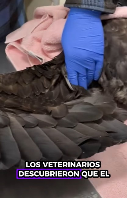 A1112008 Salvando al águila calva