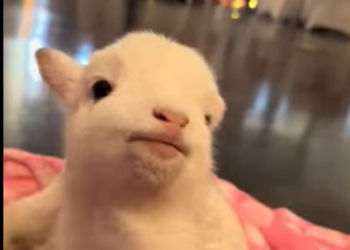 A1112007 Ovejas de rescate