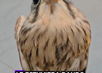 A1112009 Salvando un cernícalo