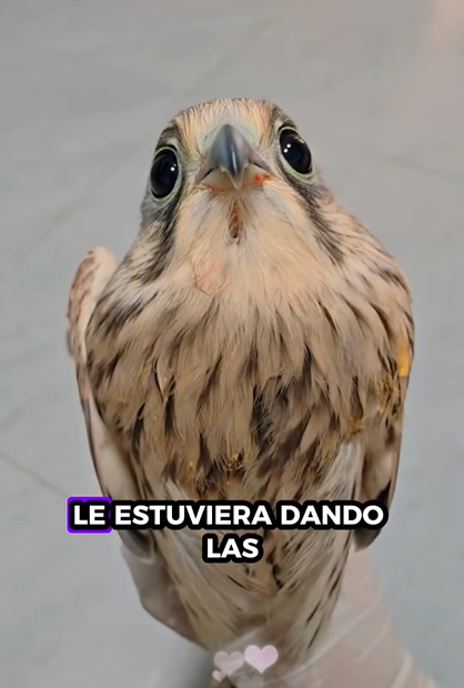 A1112009 Salvando un cernícalo