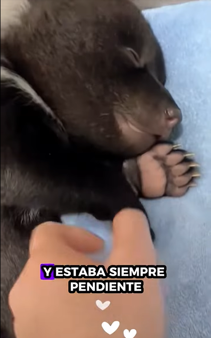 A1112001 rescate de un cachorro de oso negro