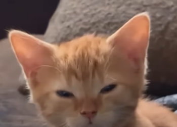 A1112006 Gatito rescatado