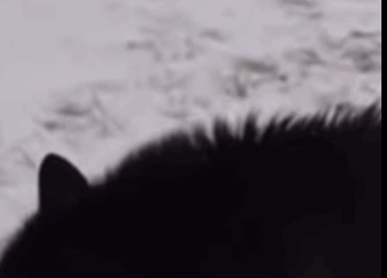 A0212002 Rescata al lobo (Parte 2)