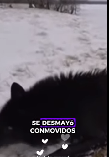 A0212002 Rescata al lobo (Parte 2)