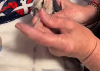 A1112002_Zarigüeyas de rescate (Part 2)