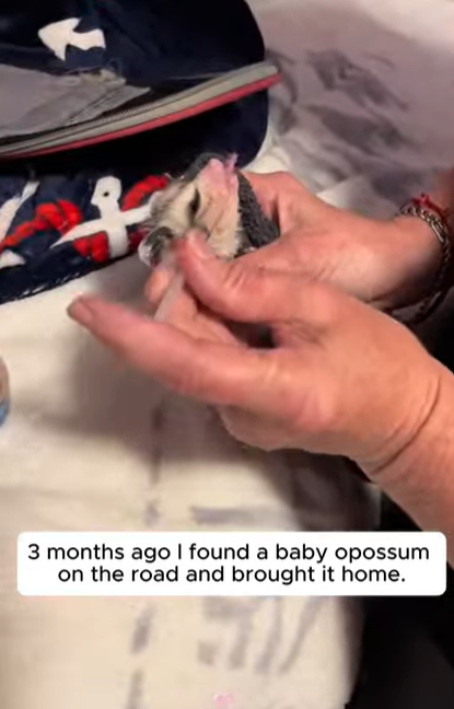 A1112002_Zarigüeyas de rescate (Part 2)