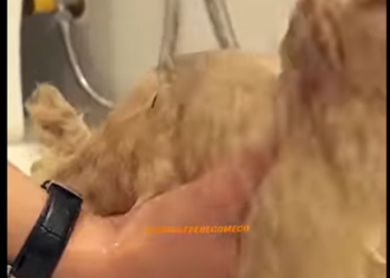 U1112007_resgate emocionante de cadelinha seu filhote (Part 2)