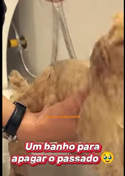 U1112007_resgate emocionante de cadelinha seu filhote (Part 2)