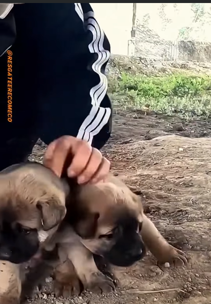 U1112006_dois cãezinhos largados em baixo da ponte (Part 2)