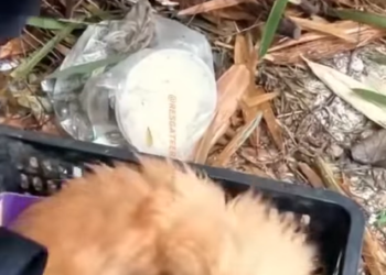 U1112001_cadelinha resgatada junto com seus filhotes(part 2)