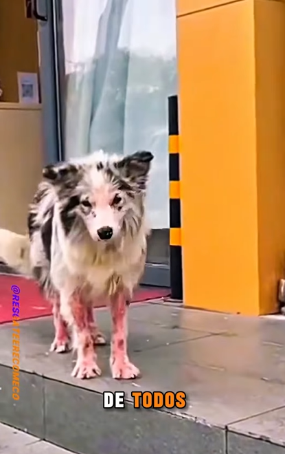 U1112008 cão resgatado em estacionamento (Parte 2)