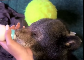 R1212005 rescate de un cachorro de oso negro (Parte 2)