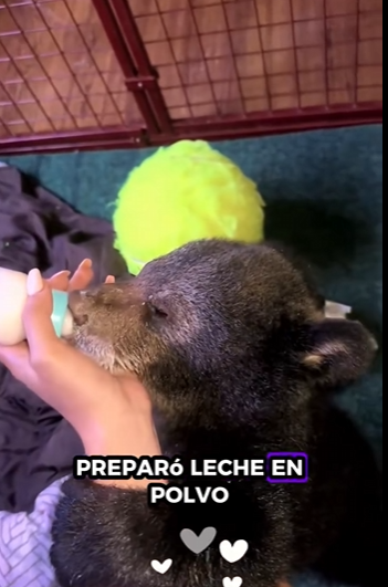 R1212005 rescate de un cachorro de oso negro (Parte 2)