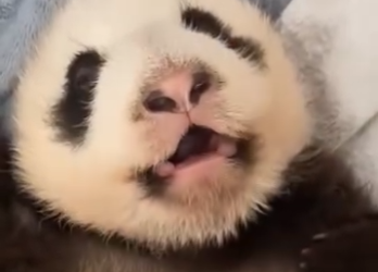 R1212001 Rescatando pandas (Parte 2)