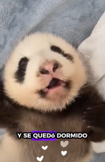 R1212001 Rescatando pandas (Parte 2)